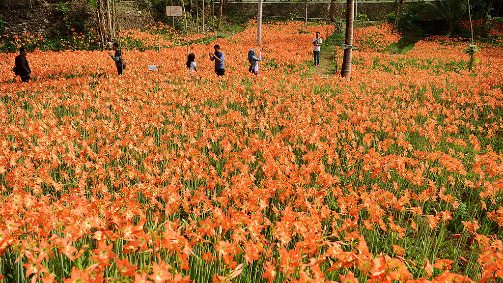 Bunga Amarilis di Gunung Kidul – Kompas.Id